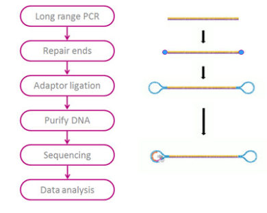 Pacbio Workflow Shiva Scientific Company