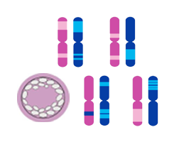 Preimplantation Genetics